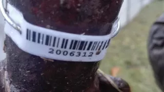  Глушитель Hyundai Accent LC Арт 2006312, вид 2